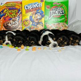 Basset Hound Puppies from Blessed Bassets