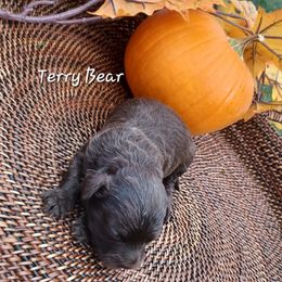 Terry Bear (liver and smallest) - Liver male Shihpoo puppy in Delphos, Ohio from Route 66 Poodles & Doodles, Sapphire Shih-tzu's of Ohio