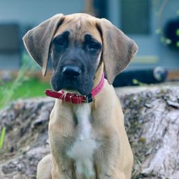 Great Dane Puppies from Buffalo Creek Great Danes