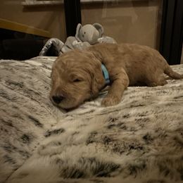 Bentley - Apricot male Goldendoodle puppy in Sanderson, Florida from Serenity Goldendoodles