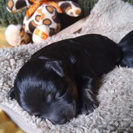 Chloe - Black and tan female Companion Cross puppy in Macon, Georgia from Shipoo Lane