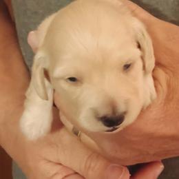 Jo (Clear red) - Red female Dachshund puppy in Frankfort, Kentucky from Gigi's Dachshunds