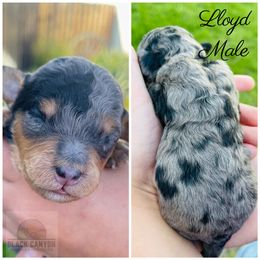 Boy 3 - Merle Double Doodle puppy in Prineville, Oregon from Black Canyon Doodles