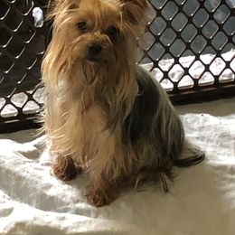 Chiffon - Yorkshire Terrier