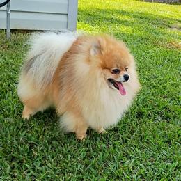 Ollie - Pomeranian
