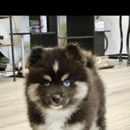 Smokee - Pomsky puppy in Wheeling, Illinois from Bear Cave Pomskies