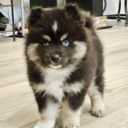 Smokee - Pomsky puppy in Wheeling, Illinois from Bear Cave Pomskies