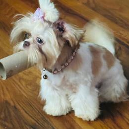 Blessings - Shih Tzu