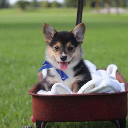 Black Tri boy - Black and tan male Pembroke Welsh Corgi puppy in Ville Platte, Louisiana from Flat town corgis