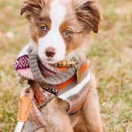 French Bulldogs, Miniature Australian Shepherds, and Toy Australian Shepherds from Water Wheel Farm