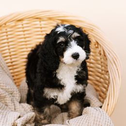 Bernedoodle and Cavapoo Puppies from Coffey House Doodles