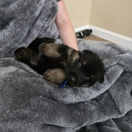 Blue Collar - Black and tan male German Shepherd puppy in Commerce, Georgia from Adams K9
