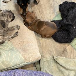 Dachshund Puppies from Witchy Woman’s Wiener’s