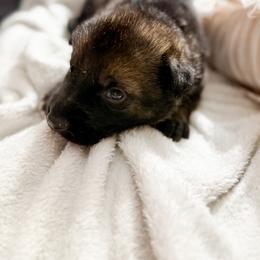 Girl 2 - Sable female German Shepherd puppy in Denver, Colorado from Morales Kennels