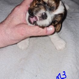 Boy 3 - Black and white male Shih Tzu puppy in Bethlehem, Pennsylvania from Cinnamon's Shih Tzus