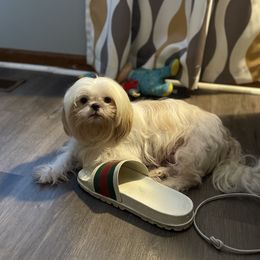 Lady Jade - Shih Tzu