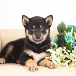 Shoji Black and Tan Boy - Black and tan male Shiba Inu puppy in Neosho, Missouri from Sunny Terrace Shibas