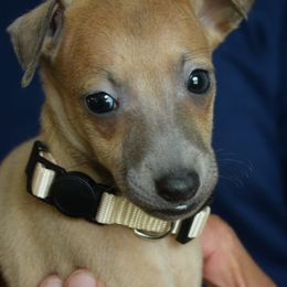 Ema - Blue fawn female Italian Greyhound puppy in Lancaster, Texas from Lopez G Kennel