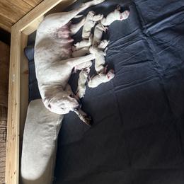 Girl 2 - White female Dogo Argentino puppy in Citra, Florida from De La Citra Dogo Argentino