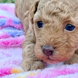 Tinker - Apricot female Poodle puppy in Edgefield, South Carolina from Pet Guardian Smart Kennels, LLC
