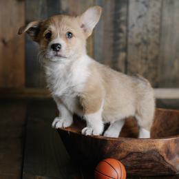 Alex Caruso - Fawn male Pembroke Welsh Corgi puppy in Morrison, Oklahoma from Laird Farms