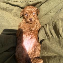 Prince - Red  male Poodle puppy in Utica, Ohio from Poodle Me Crazy