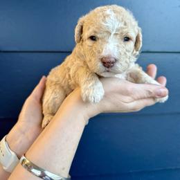 Bernedoodle, Cavalier King Charles Spaniel, and Poodle Puppies from Ellas.Pups (Bernedoodles & Cavapoos)