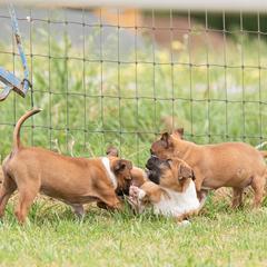Staffordshire Bull Terrier Puppies from Vivace Staffords