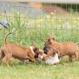 Staffordshire Bull Terrier Puppies from Vivace Staffords