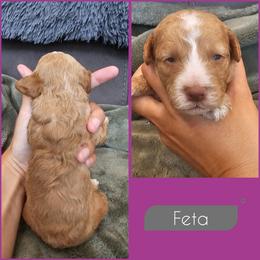 Feta - Golden female Cockapoo puppy in Zanesville, Ohio from Southtown Doodles LLC