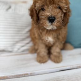 Pink - Apricot female Cavapoo puppy in Sparks, Nevada from Preston’s cavapoos