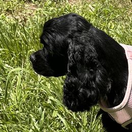 Marley - Cocker Spaniel