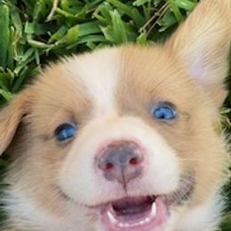 Newt - Red male Pembroke Welsh Corgi puppy in Trout, Louisiana from Miss Red's Corgi Farm