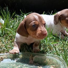 Tiny teddy - Chocolate and tan male Dachshund puppy in Sacramento, California from Family and Farm Friendly Dachshund
