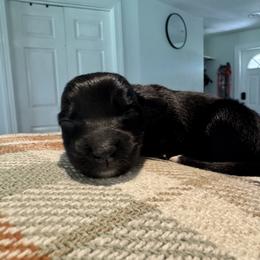 Australian Shepherd and Miniature American Shepherd Puppies from Autumn Fall Aussies