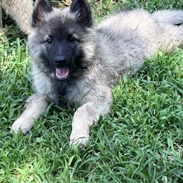 Boy 4 - male Belgian Tervuren puppy in South Point, Ohio from Aftershock Belgians
