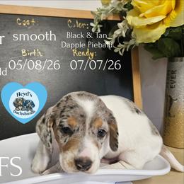 Vhagar - Dapple male Dachshund puppy in Hoquiam, Washington from Heyd's Mini Dachshunds