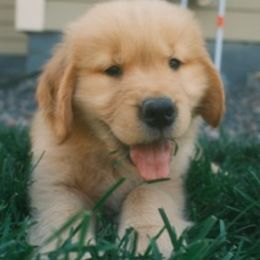 Boy 2 - Golden male Golden Retriever puppy in Denver, Colorado from Amore Doro’ N Marshell Golden’s