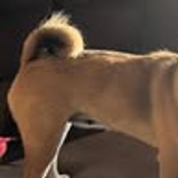 Shiba Inu from The Queen of Shibas