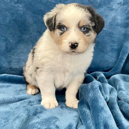 Richard - Blue merle male Australian Shepherd puppy in Utah from Corbridge Aussies