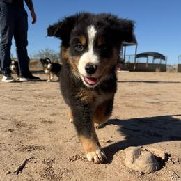 Slate - Black tri male Miniature American Shepherd puppy in Phoenix, Arizona from Outlaw Minis