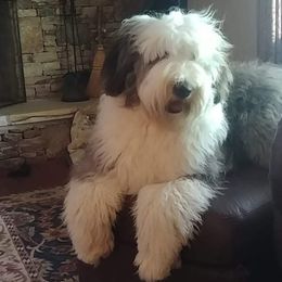 Scarlett - Old English Sheepdog