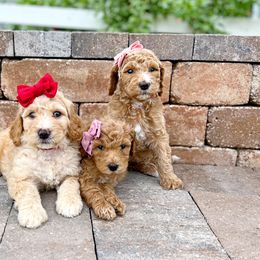 Cavapoo and Goldendoodle Puppies from Space Coast Doodle Co.