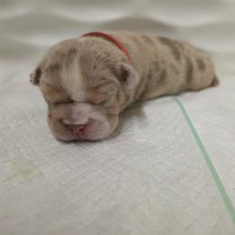 Girl 2 red collar - Chocolate tri-color female Bulldog puppy in Lewisberry, Pennsylvania from Salted Rim Corgis