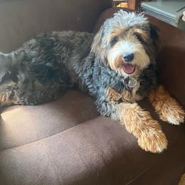 Pickles - Blue merle female Bernedoodle puppy in Hillsboro, Oregon from Myt fine doodles