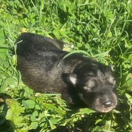 Echo - Agouti and white male Siberian Husky puppy in Louisville, Kentucky from Wild Hunt Huskies