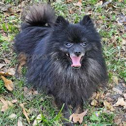 Malakai - Pomeranian