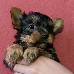 Mike - Black and gold male Yorkshire Terrier puppy in League City, Texas from Lone Star Puppies