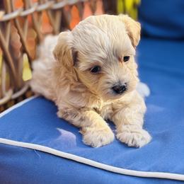 Woody - Champagne male Maltipoo puppy in Jackson, California from Disney Doodles