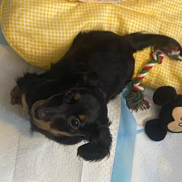 NICKI  AKC 1650 full rights - Black and tan male Dachshund puppy in Elizabethtown, Kentucky from Teeny Tiny Puppy Tails